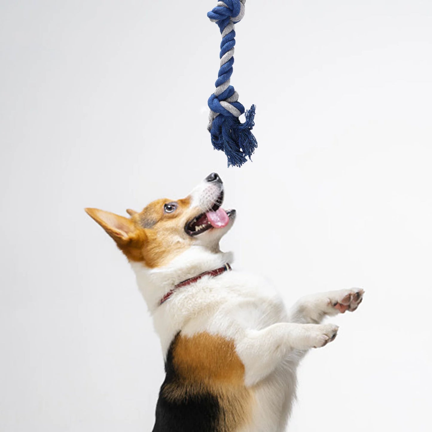 6-Piece Puppy Playtime Set: Plush squeaky toys and rope chews for small/medium dogs. Safe materials, durable design. Promotes dental health and active play.