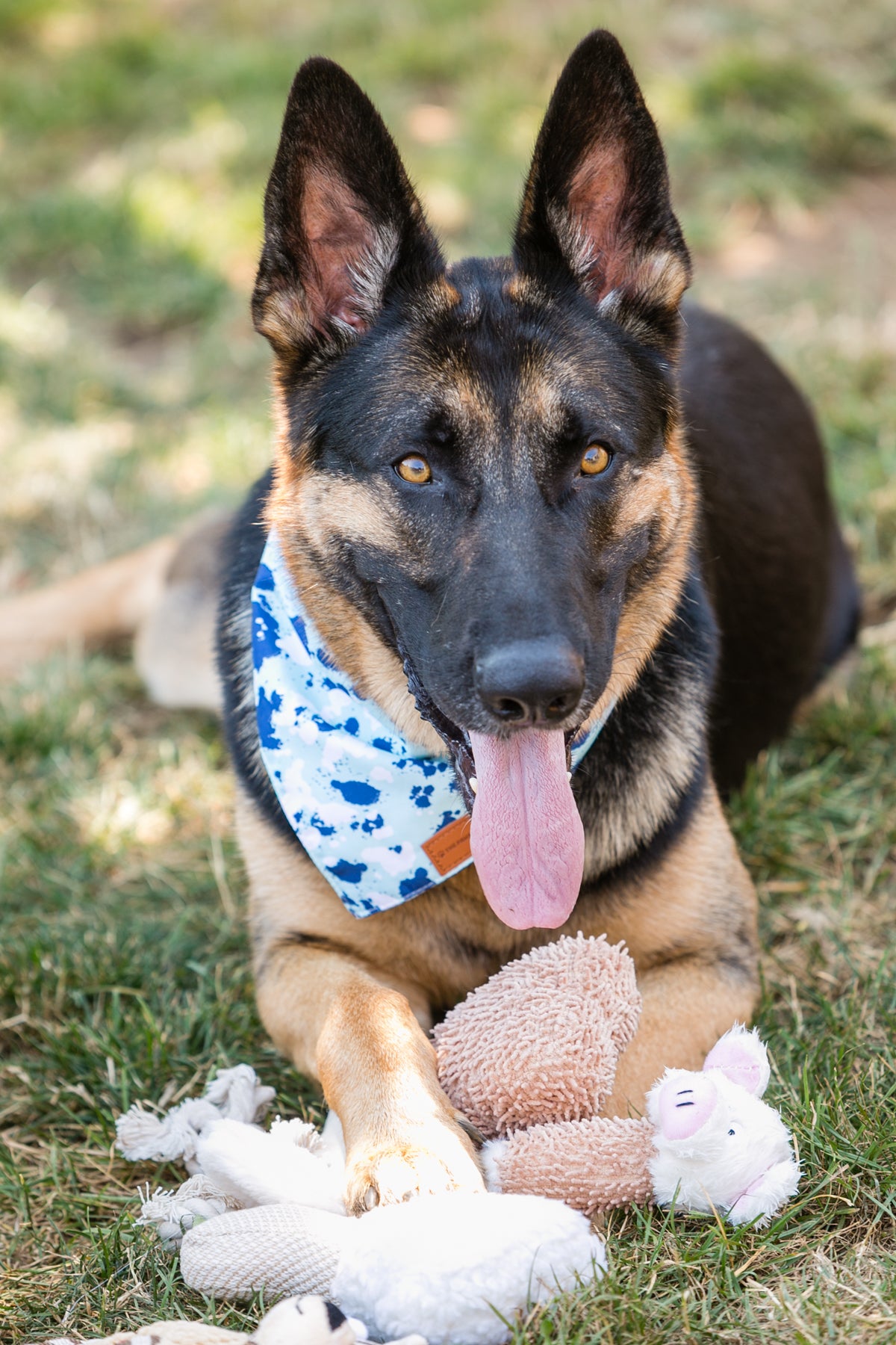 6 Squeaky Toys for Interactive Play and Comfort