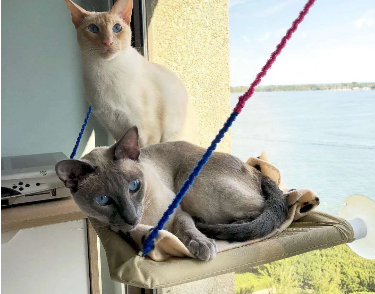 Cat Window Perch Hammock – Durable, Sunbathing Seat for Small & Large Cats with Strong Suction Cups