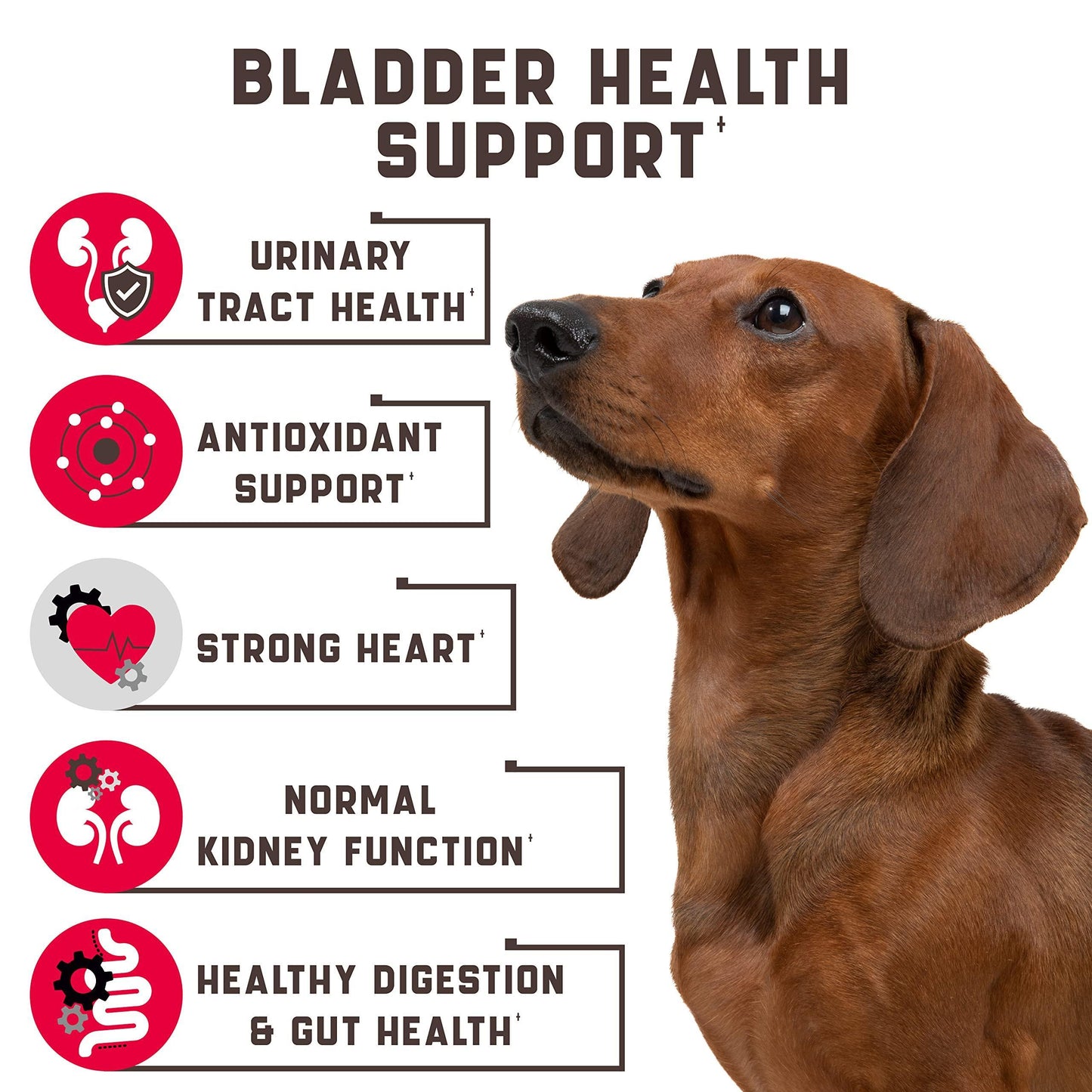 Cranberry Chews for Dogs support urinary, bladder, and kidney health while boosting immunity and digestion. Made with natural, allergen-free ingredients!