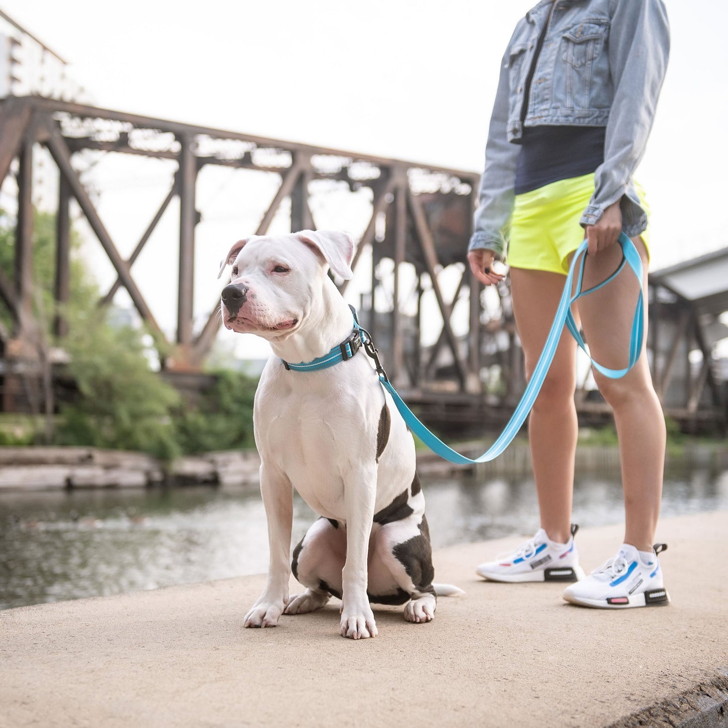 Electric Blue Blaze Dog Leash