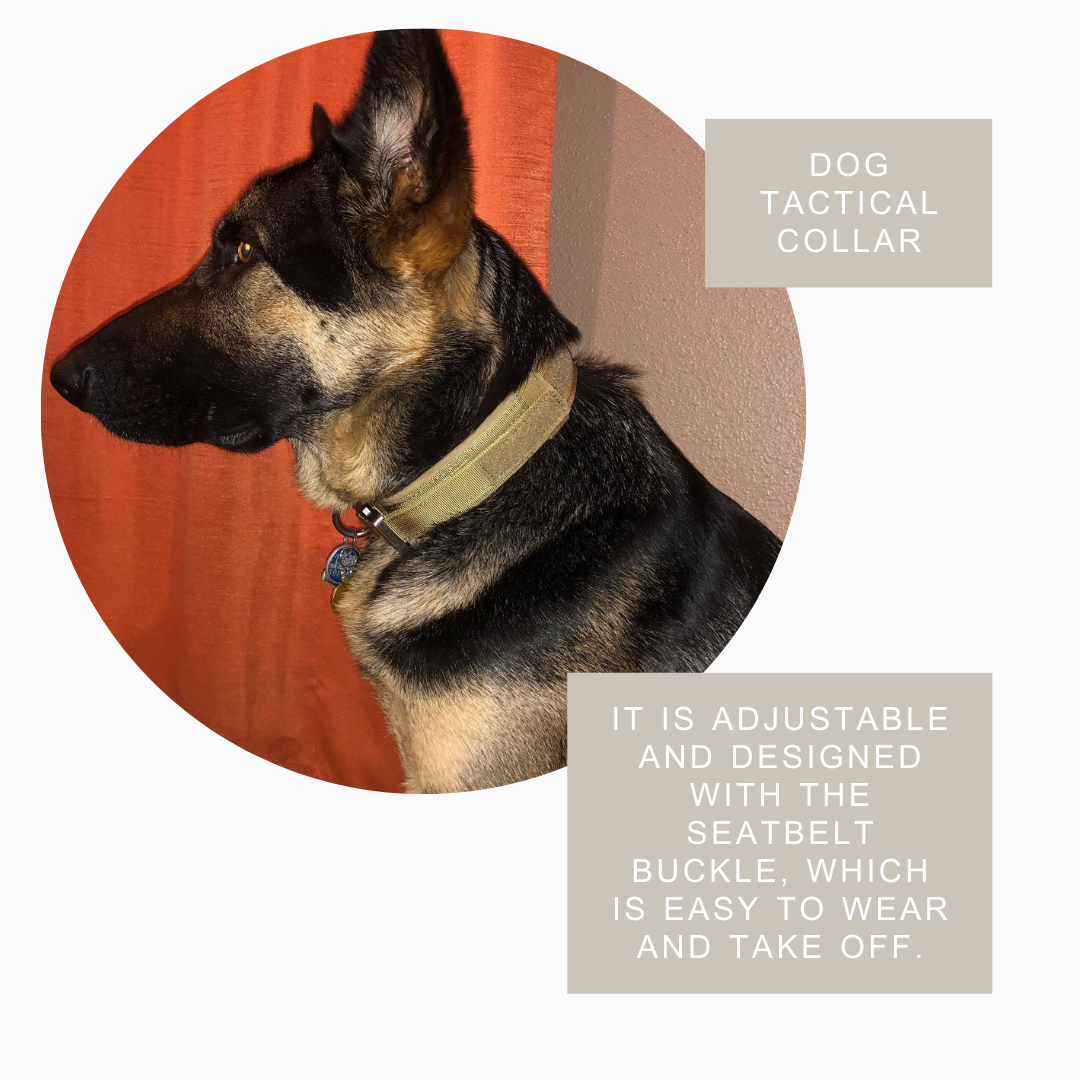 Heavy-Duty Dog Collar with Handle – Durable, Adjustable, and Comfortable for Medium & Large Dogs