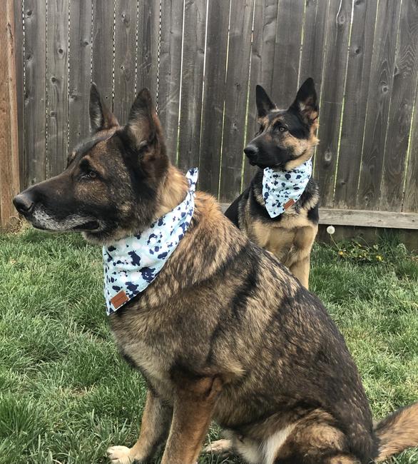 German Shepards Paws Corner Dog Bandana