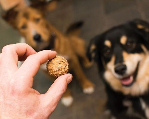 Peanut Butter Beer Biscuits for Dogs – Healthy, High-Protein Dog Treats