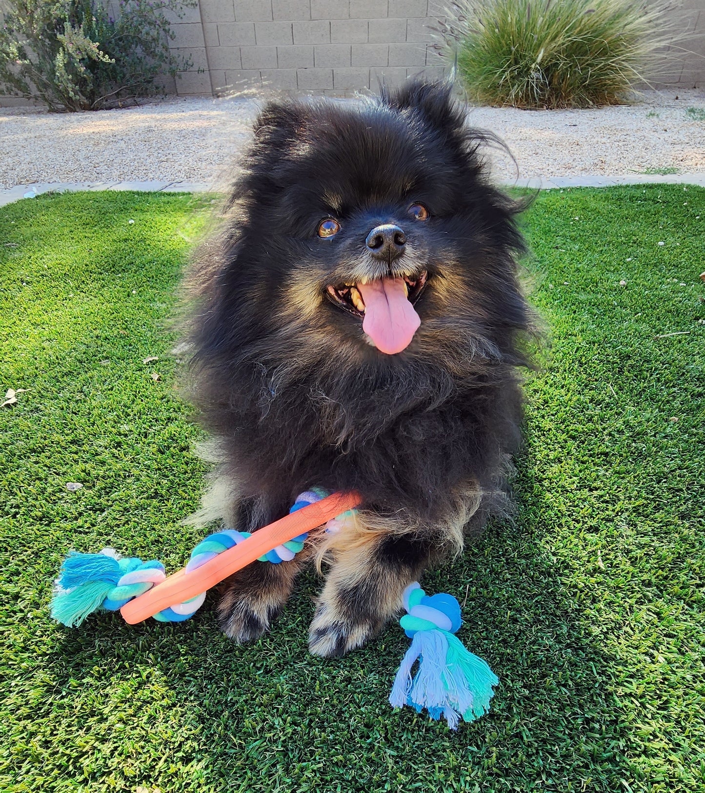 og playing with a rubber bone and rope interactive chew toy, durable tug and fetch toy for active dogs