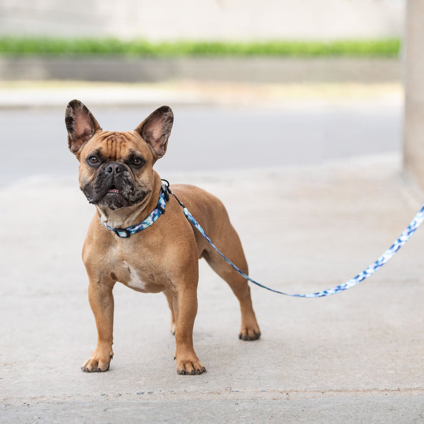 Frenchie Surf’s Pup: The Ocean Breeze Tie-Dye Tail Wagger Leash