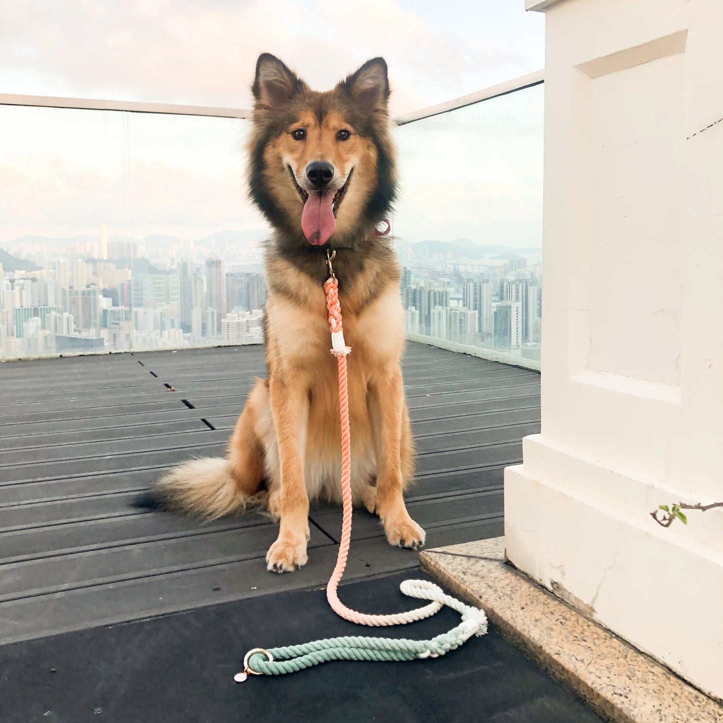 The Bubble Soda Hands-Free Pup Promenade Leash”