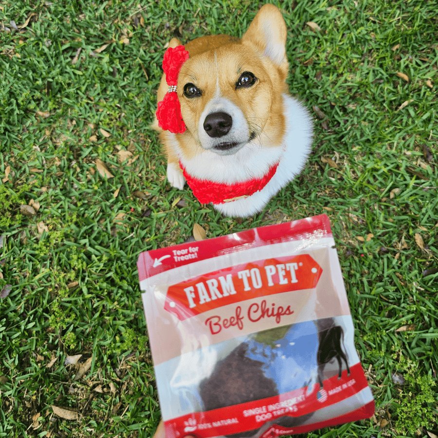 Dog eating Farm To Pet beef chip from snack pack single-ingredient portable treat