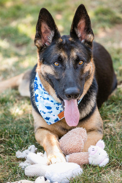6 Squeaky Toys for Interactive Play and Comfort
