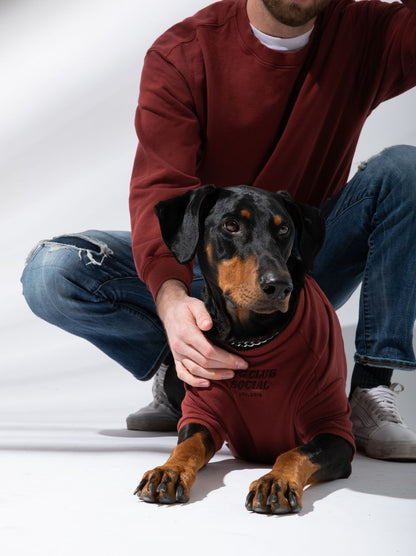 Terry Pullover lifestyle – dog wearing Good Thomas DCS maroon sweatshirt at dog park