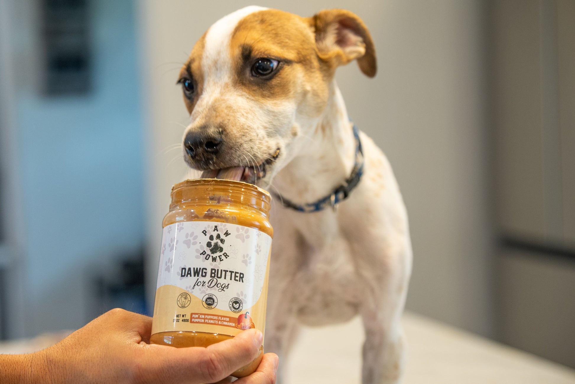 Dog licking pumpkin peanut butter from Dawg Butter Pum'kin Puppers jar showing xylitol-free treat