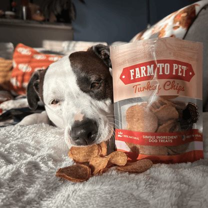 Dog with Farm To Pet Turkey Chips