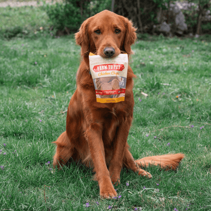 Dog holding a 4 oz bag of Farm To Pet Chicken Chips