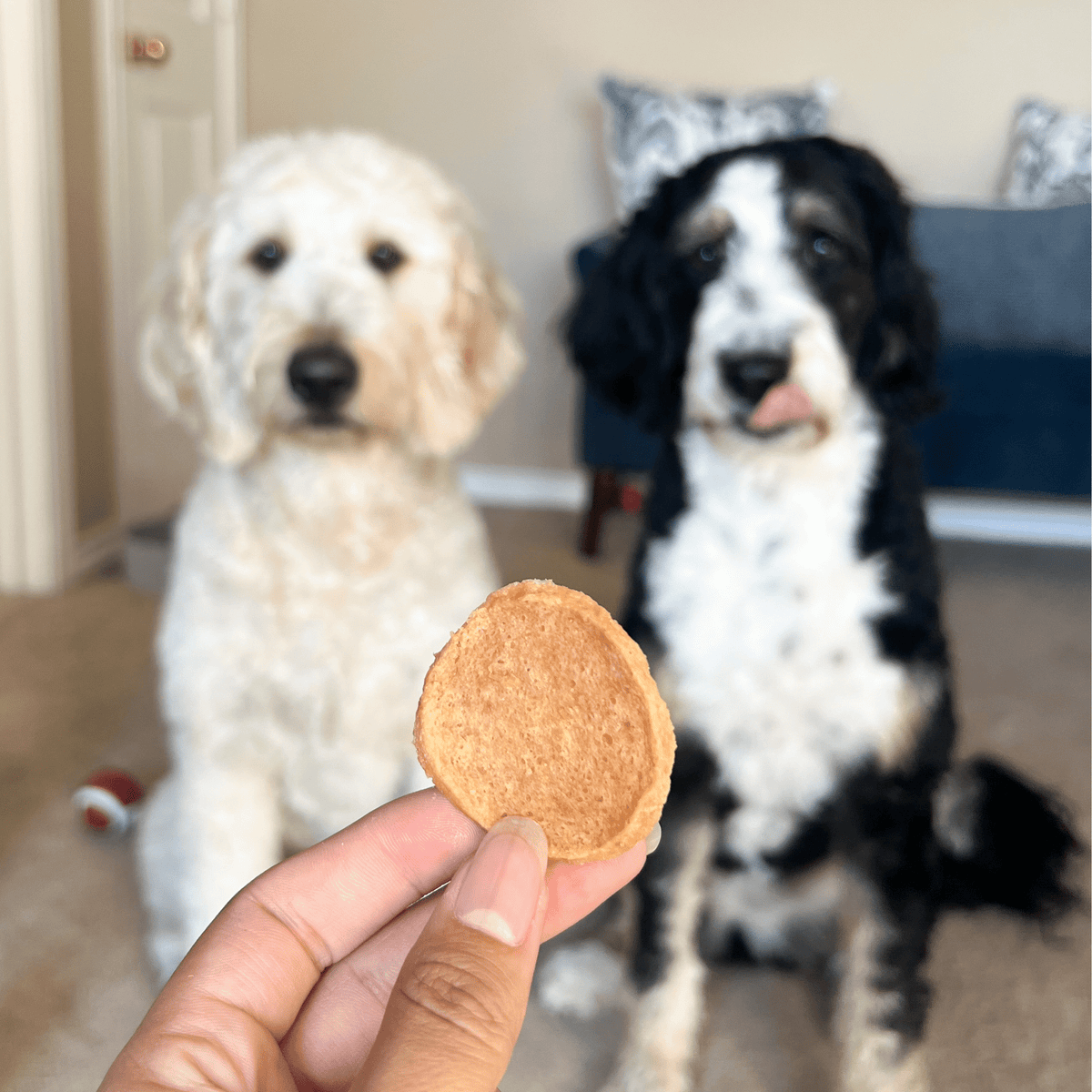 Two dogs with a 12 oz bag of Farm To Pet Chicken Chips