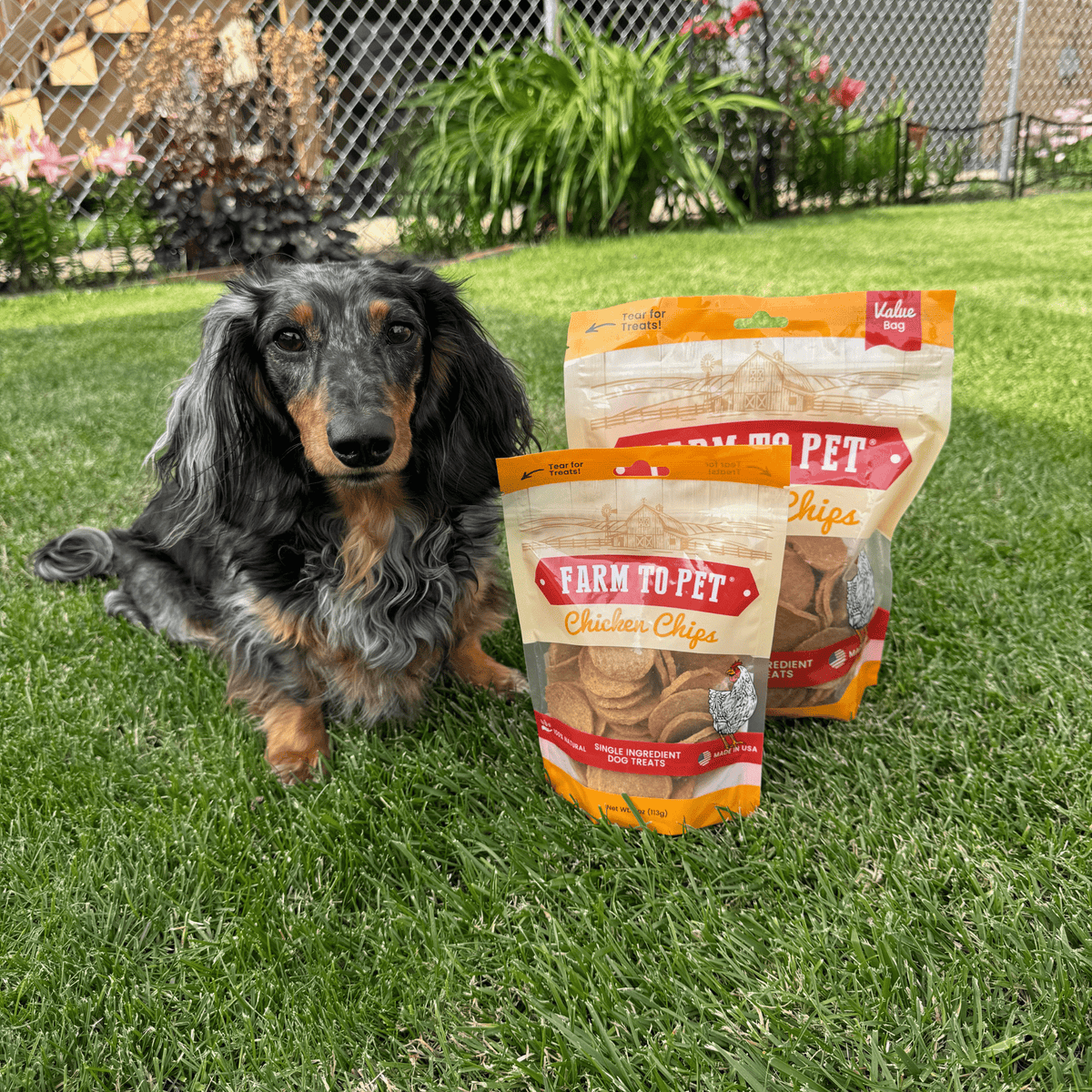 Dog sitting with Farm To Pet Chicken Chips 4 oz and 12 oz bags