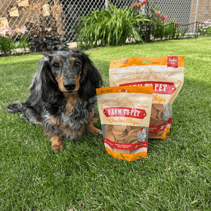 Dog sitting with Farm To Pet Chicken Chips 4 oz and 12 oz bags
