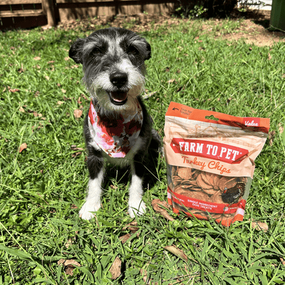 Dog sitting with a 12 oz bag of Farm To Pet Turkey Chips