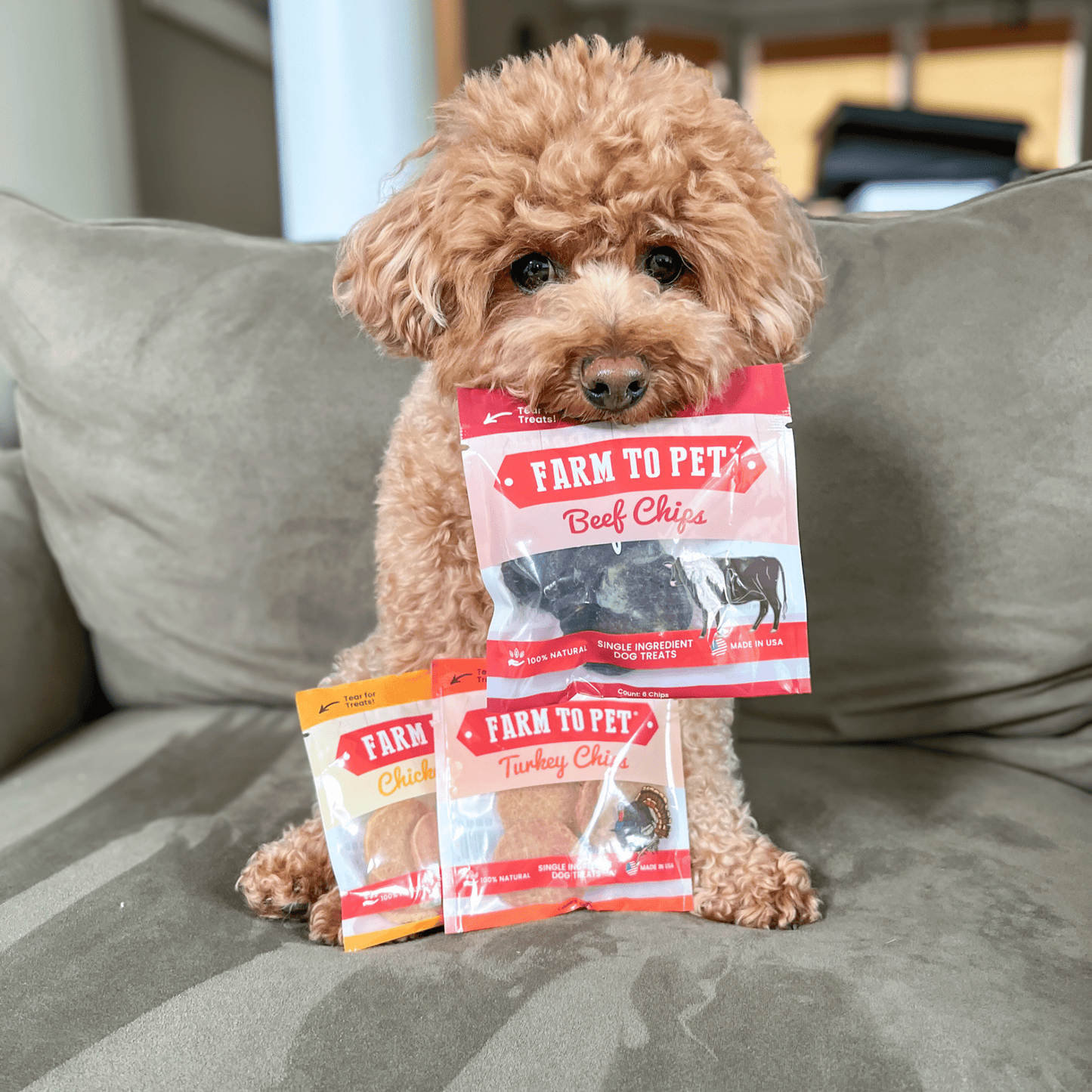 Small Dog with Farm to Pet Single Ingredient Dog Treat Snack Pack Sampler