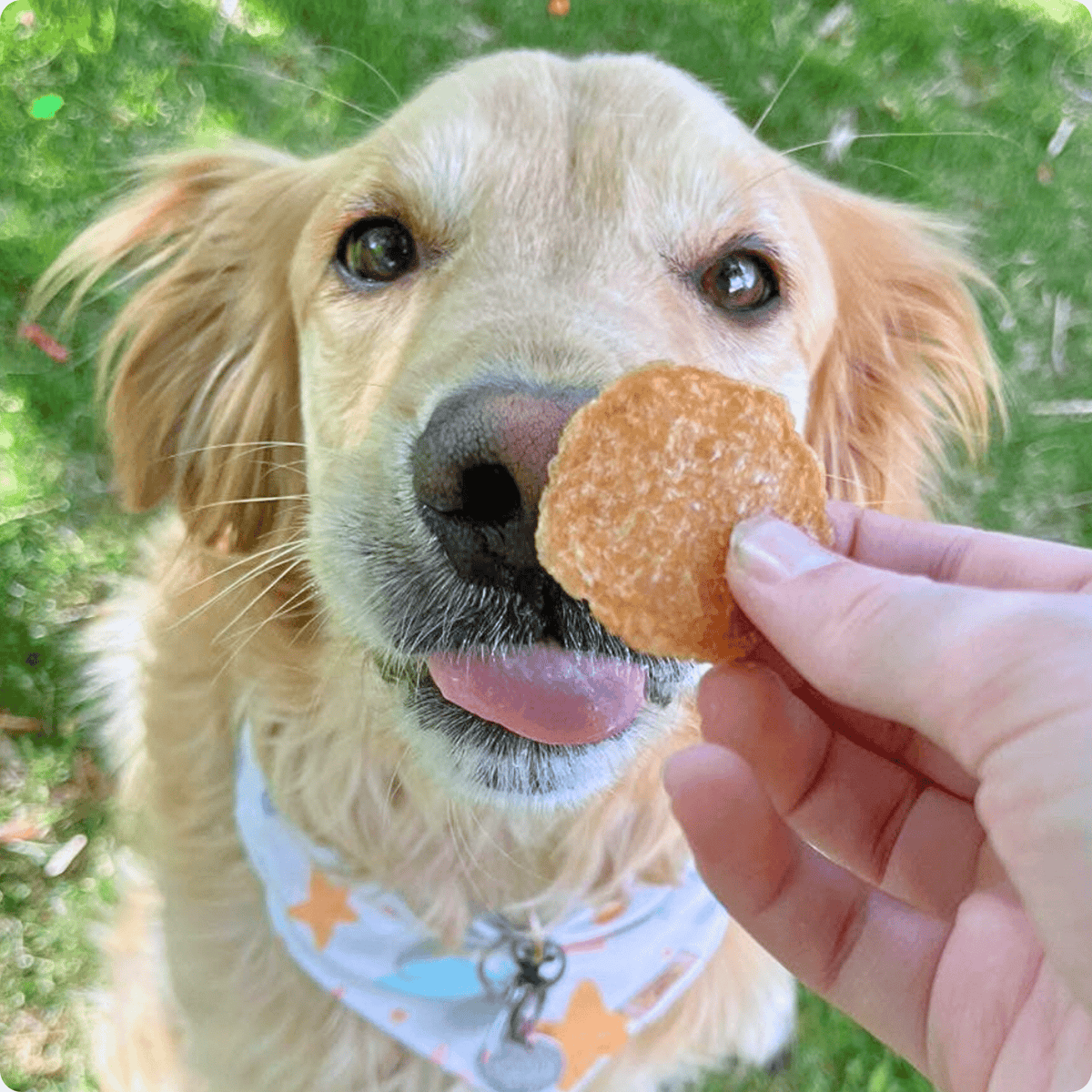 Golden Retriever eating a Farm To Pet Chicken Chip outdoors
