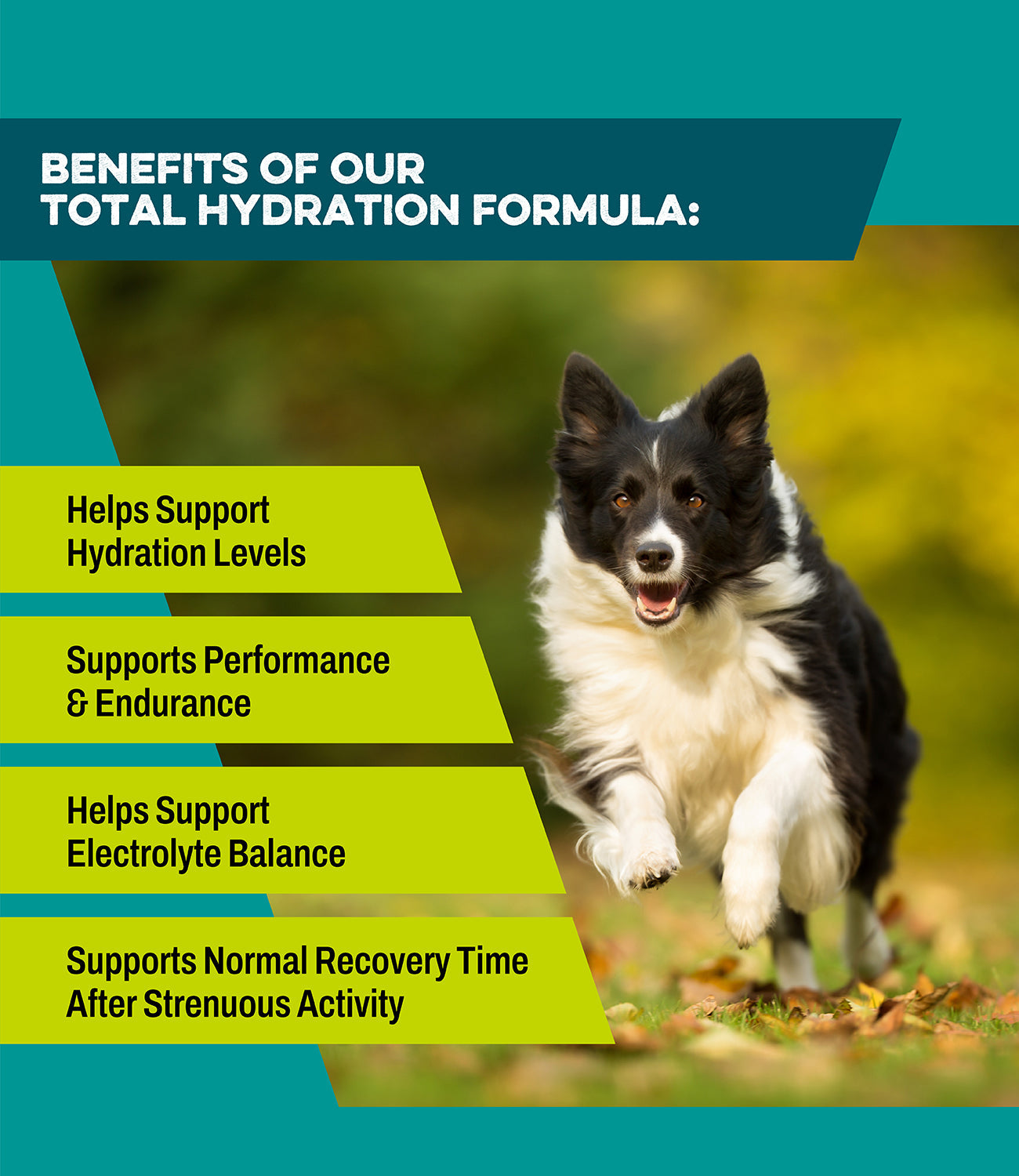 K9 Power Go Dog supplement facts and ingredient label for dog hydration supplement