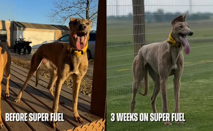 Infographic of 8 performance and recovery benefits in K9 Power Super Fuel dog supplement