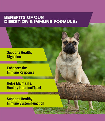 Healthy dog benefiting from K9 Power Digest Forte digestive supplement