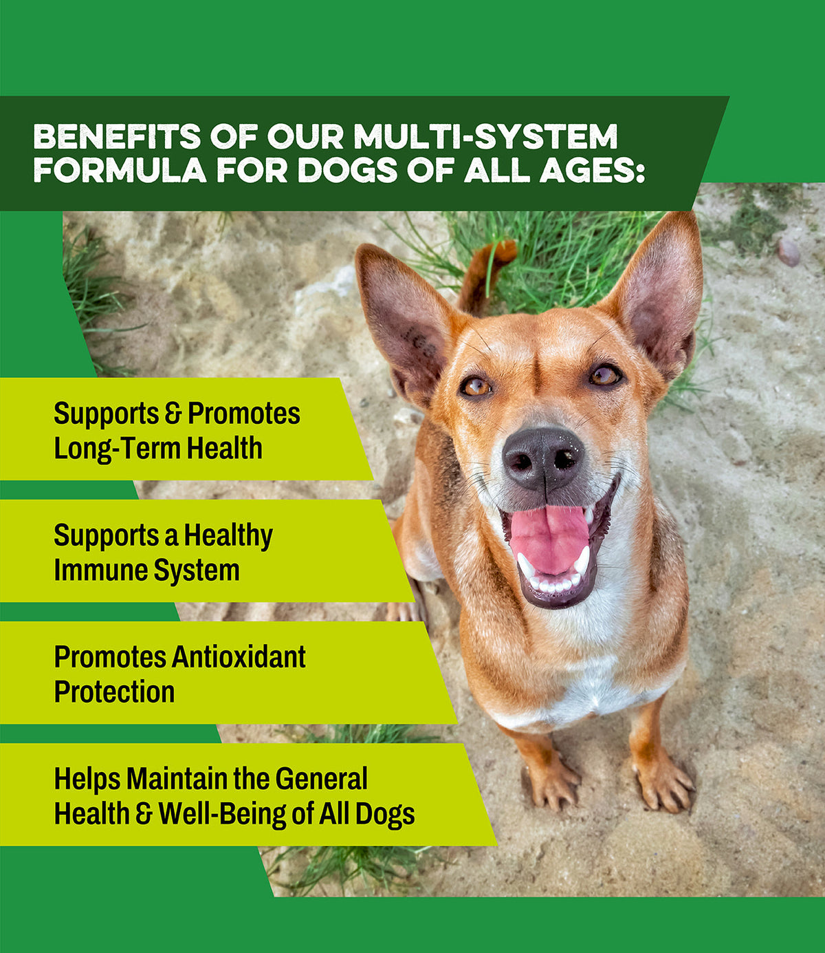 Healthy adult dog benefiting from Total K9 by K9 Power daily multivitamin outdoors
