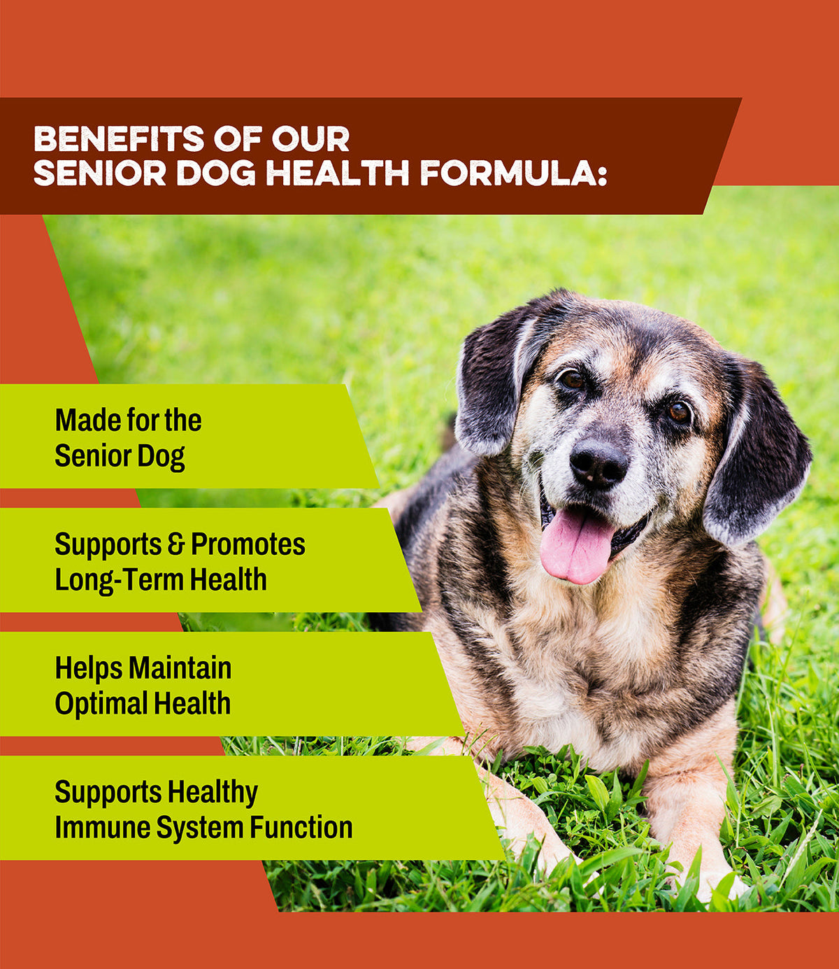 Senior dog enjoying benefits of K9 Power Young At Heart healthy aging supplement outdoors