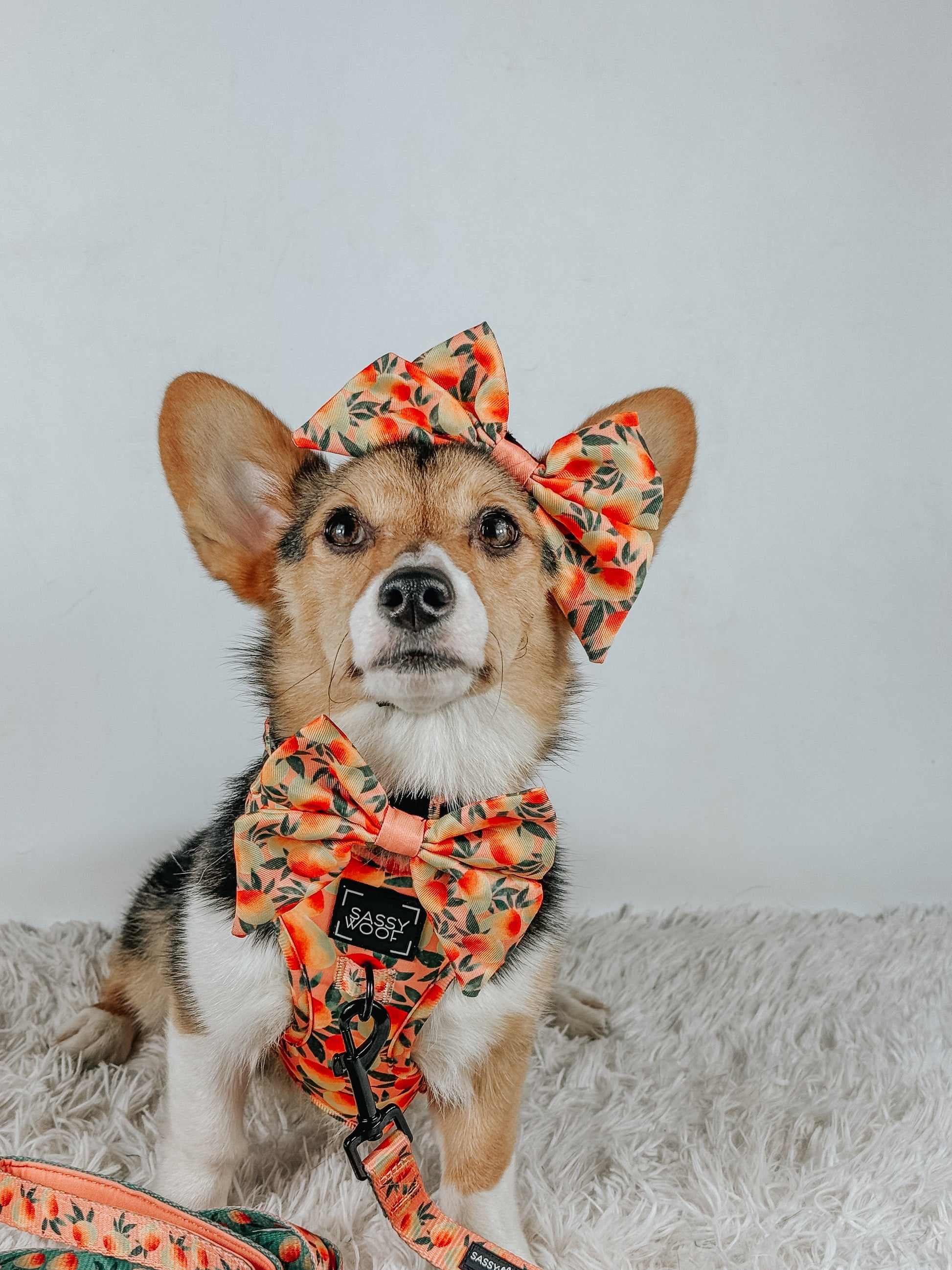 Sassy Woof Mango Tango dog collar with bright orange and pink design on a pet collar, showcasing the colorful accessory for dogs.