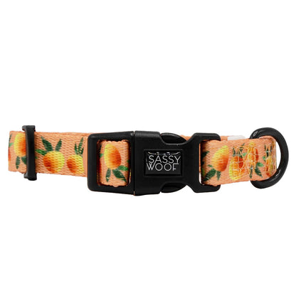 Bright orange Mango Tango dog collar by Sassy Woof with adjustable strap and metal buckle for small to medium pets.