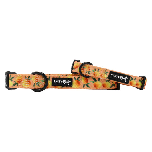 Sassy Woof Mango Tango dog collar with vibrant orange and red floral pattern, adjustable pet collar for dogs.