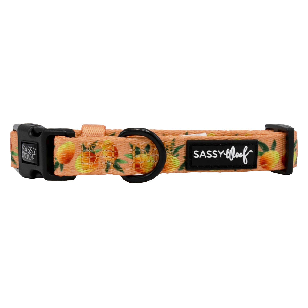Sassy Woof Mango Tango dog collar with vibrant orange and pink floral pattern on nylon strap, adjustable for pets.