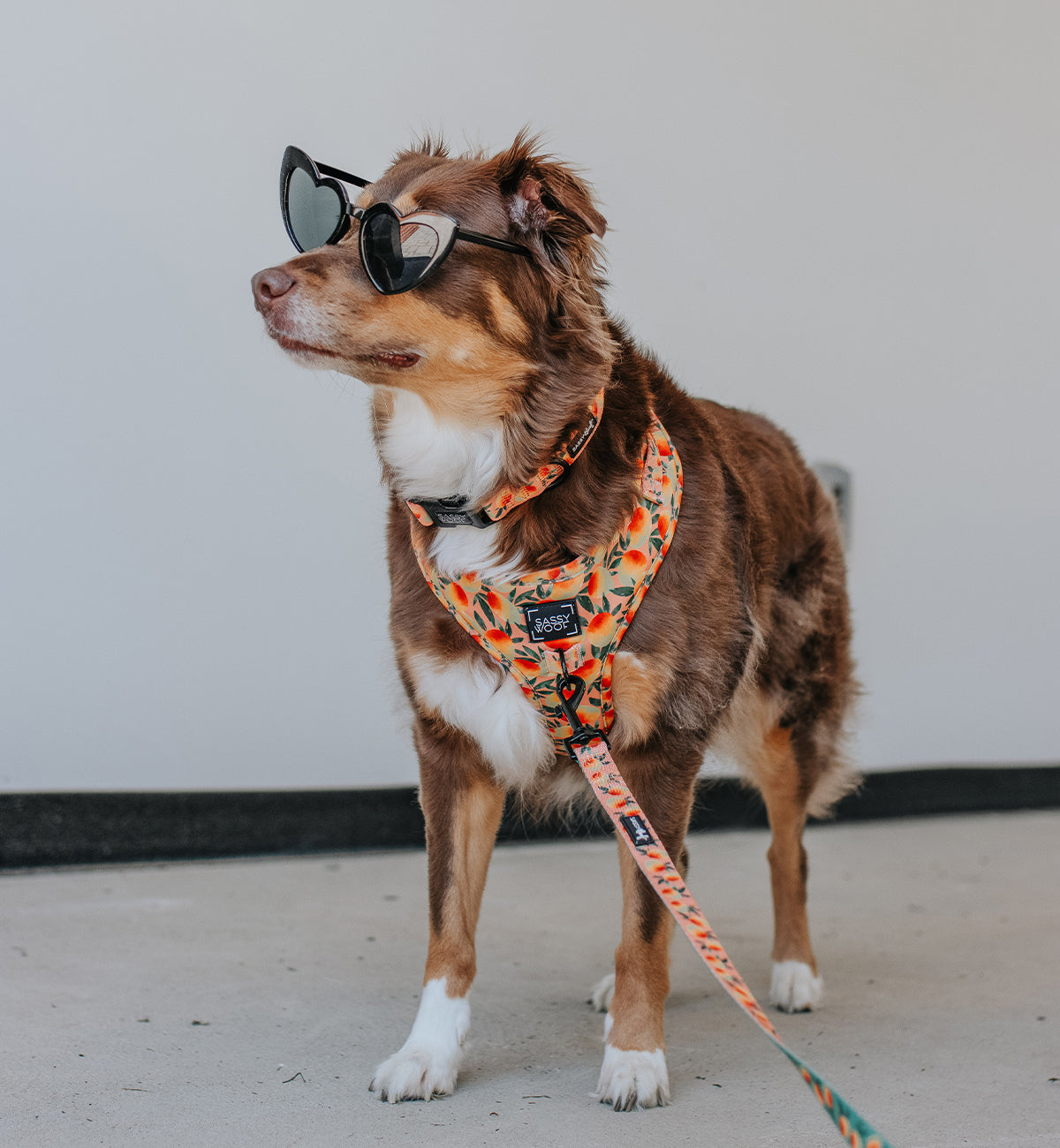 Maple the Aussie wearing a Sassy Woof Mango Tango dog collar, showcasing a colorful pet collar on a sunny outdoor setting.