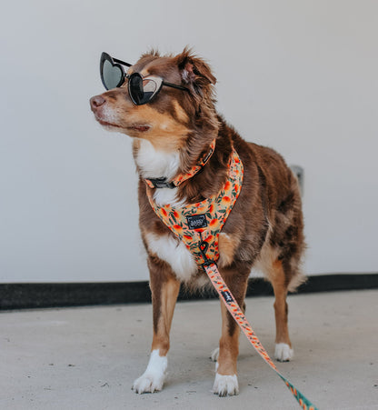 Maple the Aussie wearing a Sassy Woof Mango Tango dog collar, showcasing a colorful pet collar on a sunny outdoor setting.