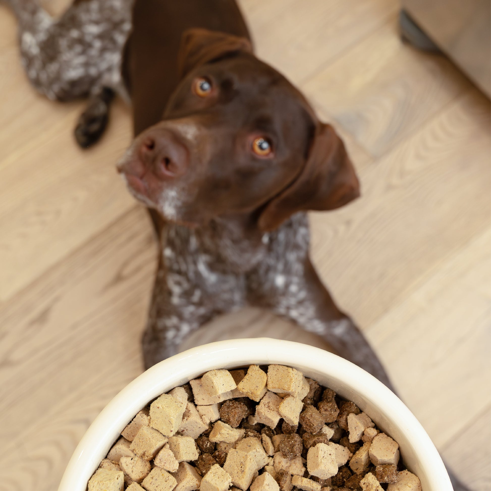 West Paw Rawbiotic Chicken Bites Dog Food Topper Close-Up Detail