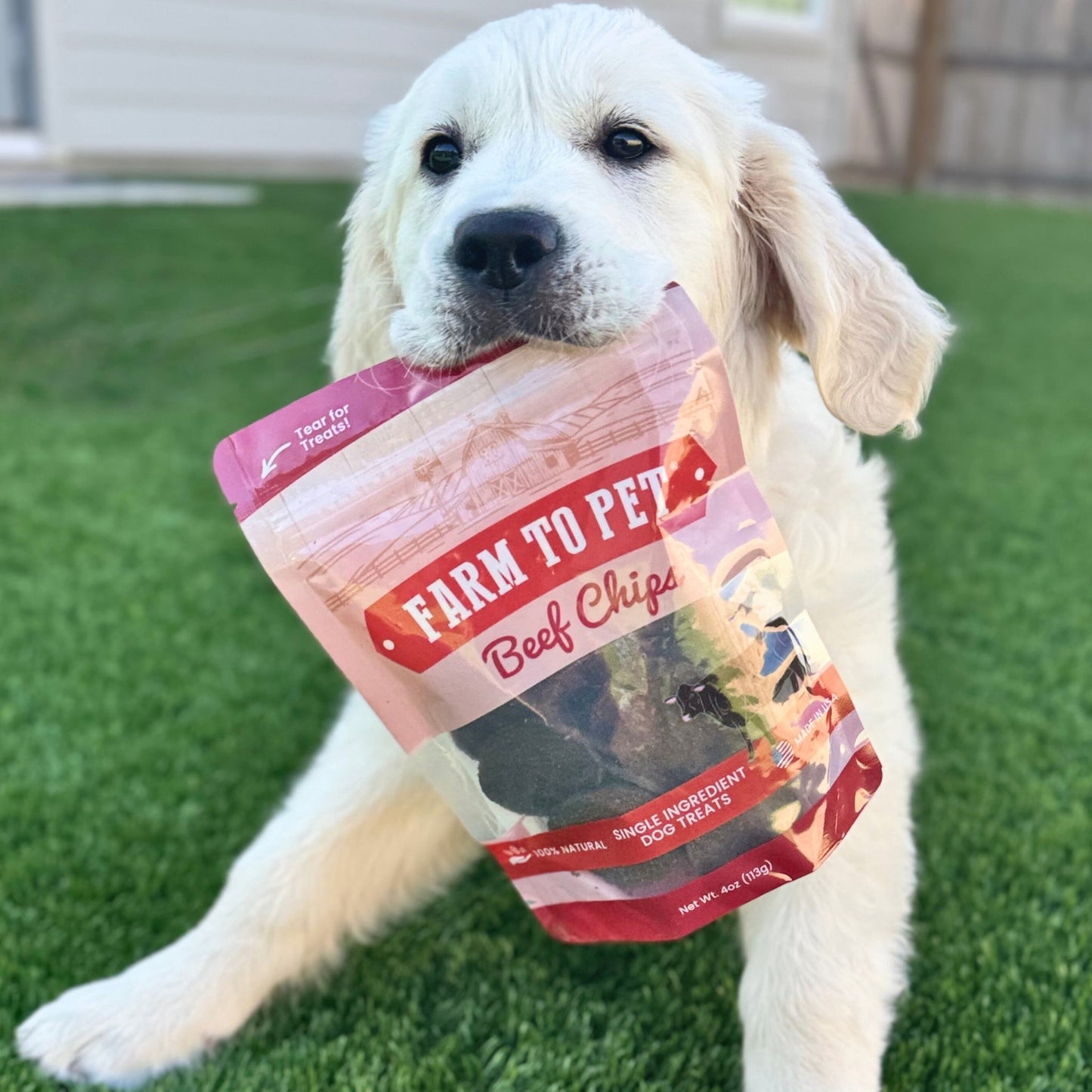 White dog with Farm To Pet beef chips 12oz value bag single-ingredient treats
