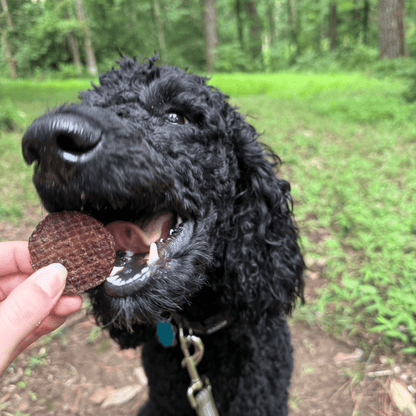Black dog eating Farm To Pet beef chip single-ingredient healthy dog treat