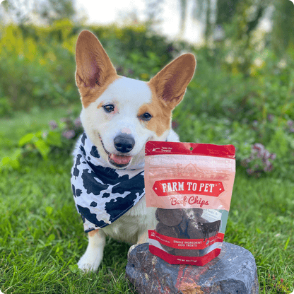 Corgi with Farm To Pet beef chips single-ingredient healthy dog treats