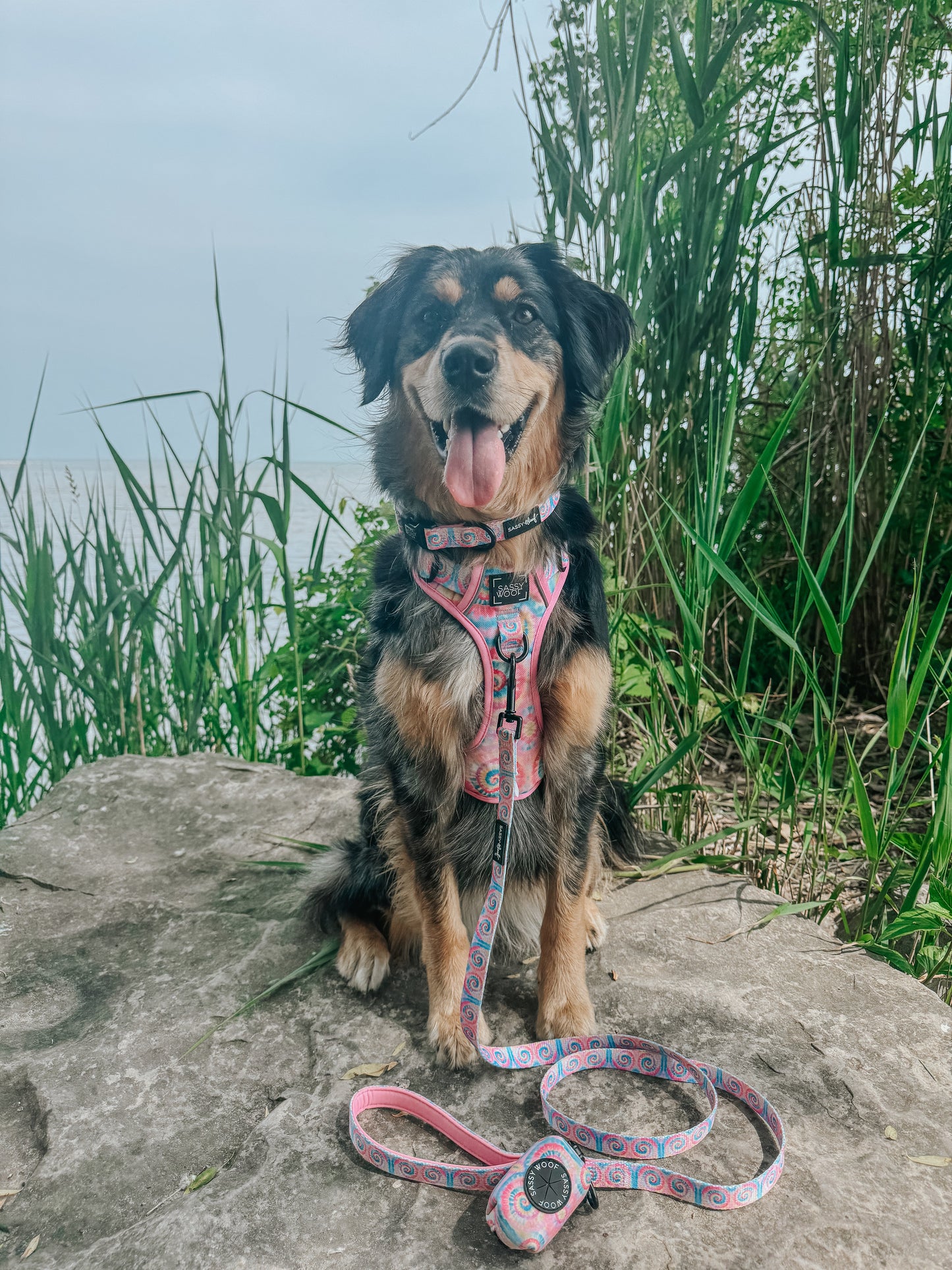 Sassy Woof Good Vibes dog collar with colorful design, adjustable strap, and metal buckle on a playful pet collar.