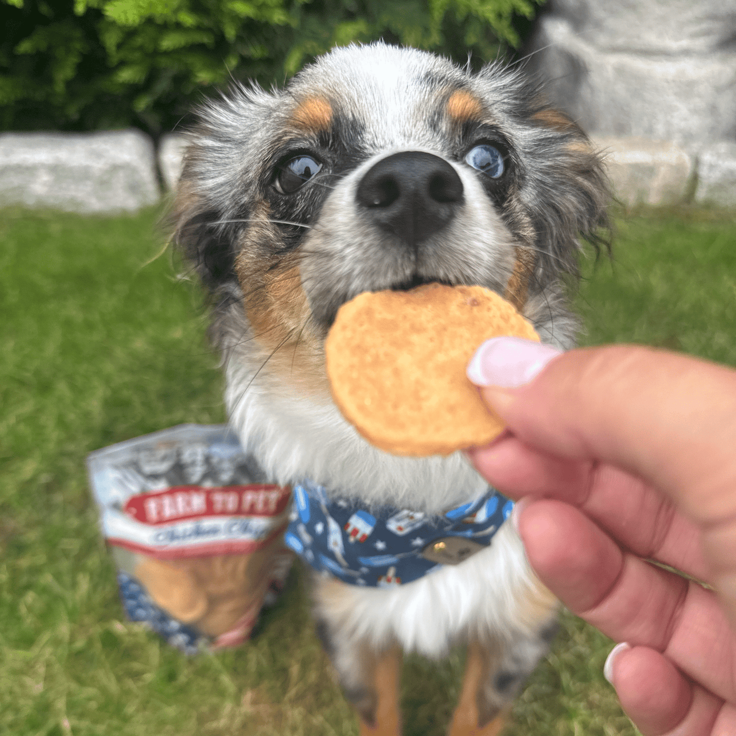 Dog eating Farm To Pet chicken chip single-ingredient USA-made dog treat