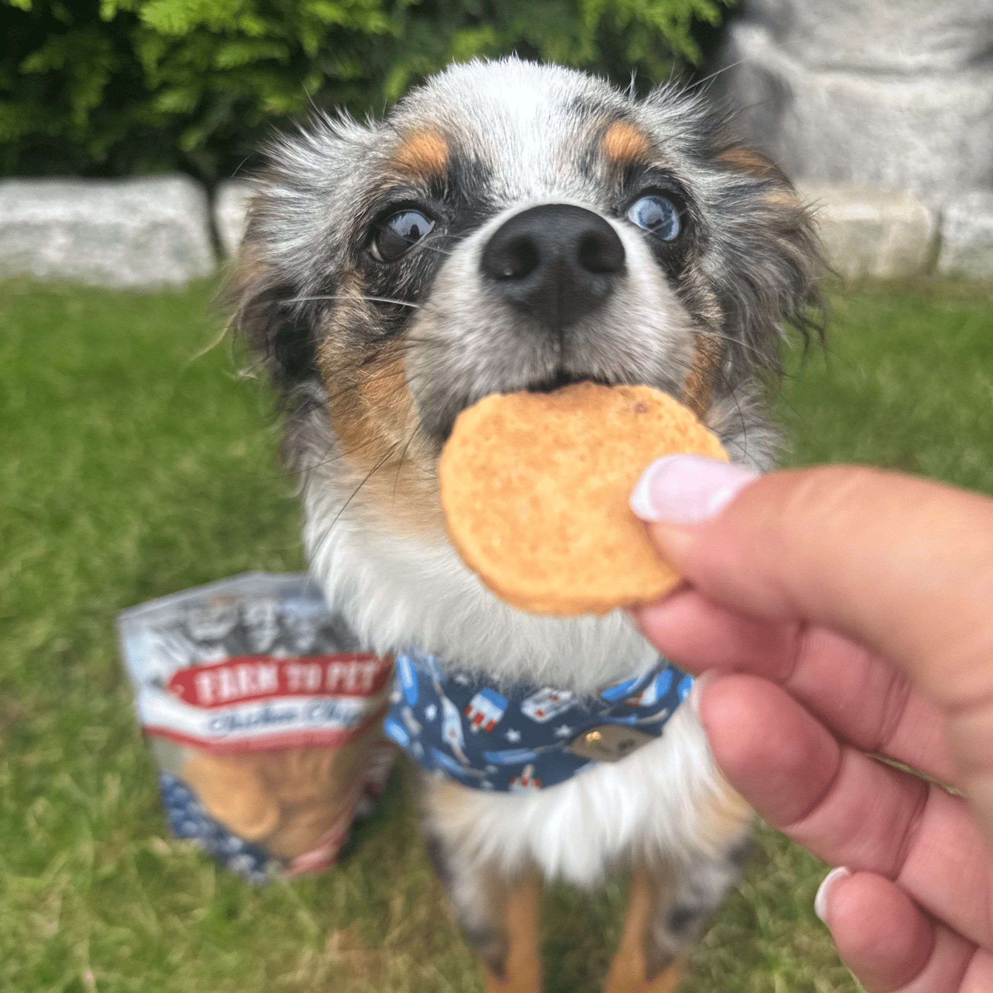 Dog eating Farm To Pet chicken chip single-ingredient USA-made dog treat