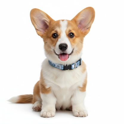 Corgi wearing a blue spoiled collar on a white background