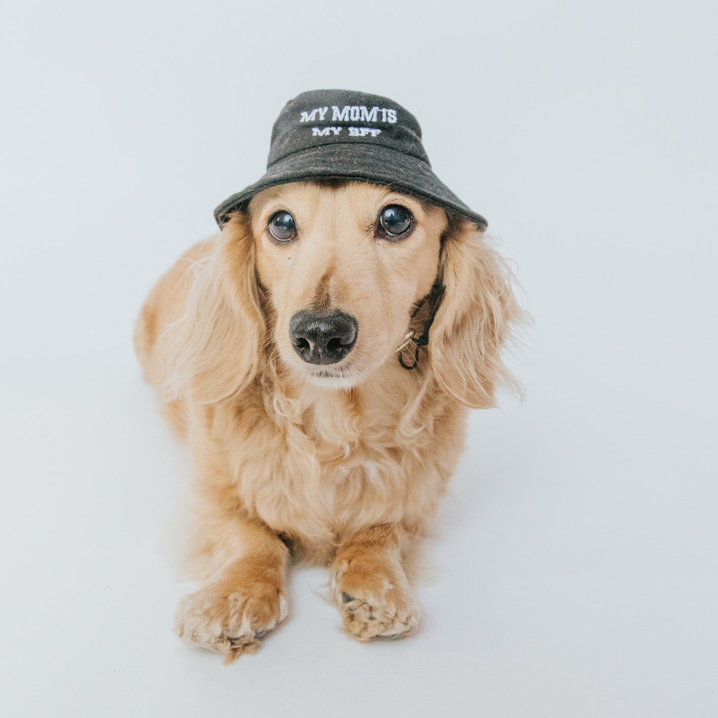 Dog wearing a Sassy Woof bucket hat with "My Mom is my BFF" embroidered, showcasing a stylish pet accessory.