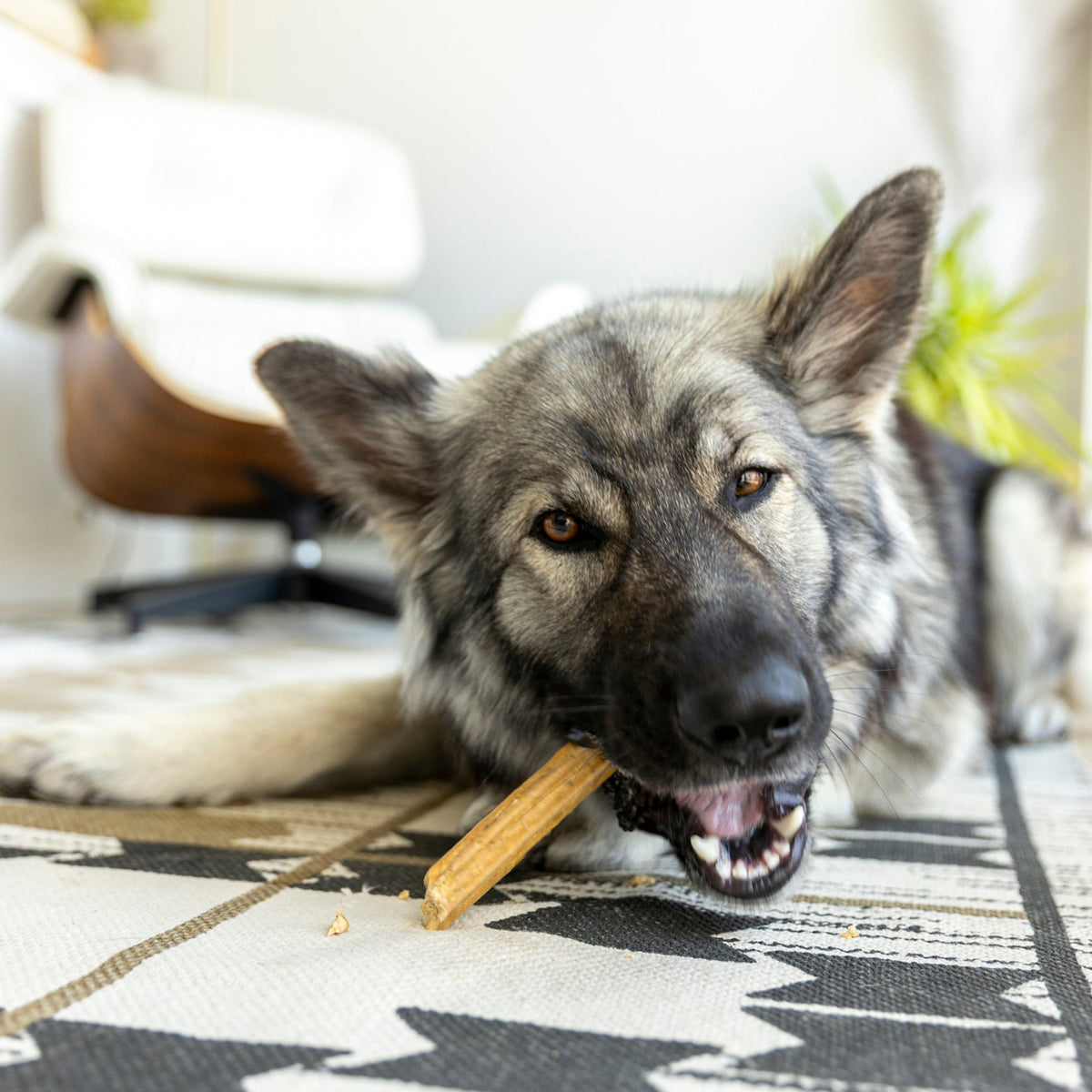 A large dog chewing a West Paw Natural Dental Stick to help reduce plaque and tartar buildup