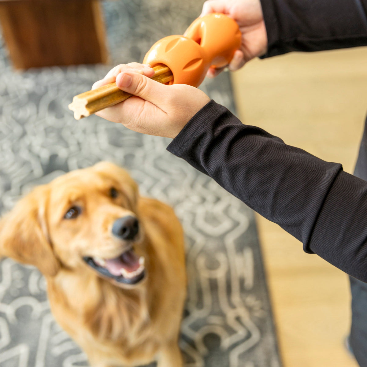 A dog playing with a West Paw Natural Dental Stick to freshen breath after chewing