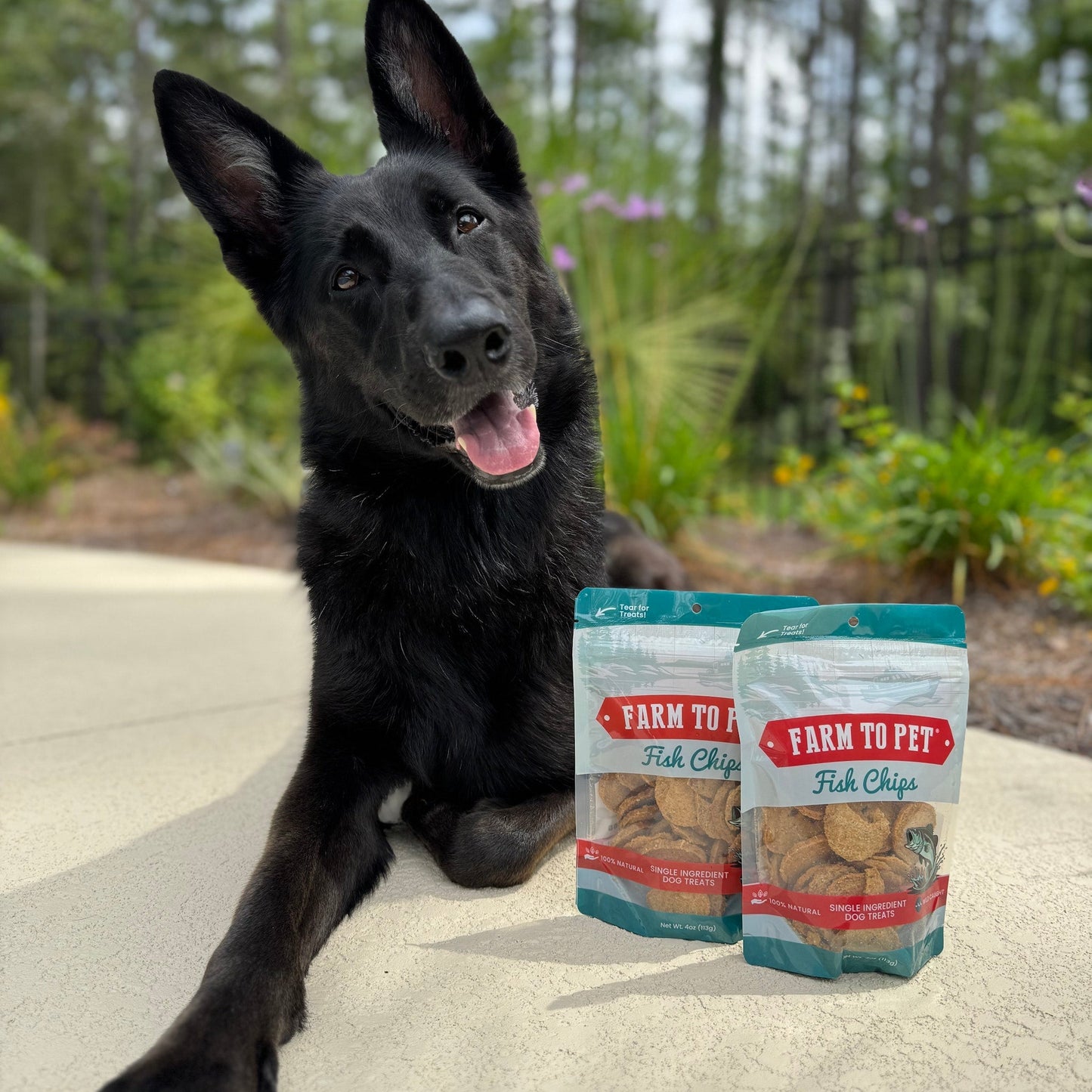 Black dog eating Farm To Pet fish chip wild-caught single-ingredient dog treat