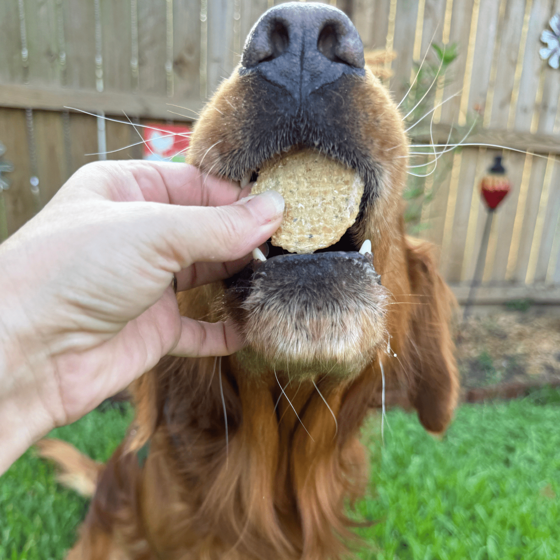 Dog with fish chip in mouth wild-caught walleye single-ingredient dog treat