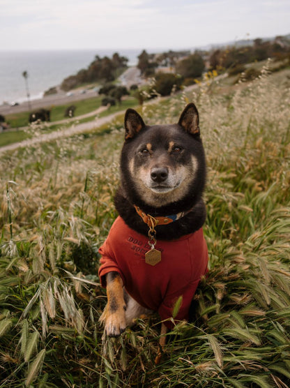DCS Terry Pullover dog wearing vintage maroon – Good Thomas Dog Club Social French Terry sweatshirt