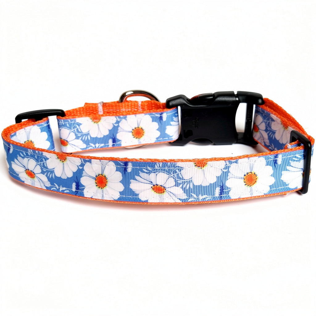 Dog collar with white daisy pattern on a blue background
