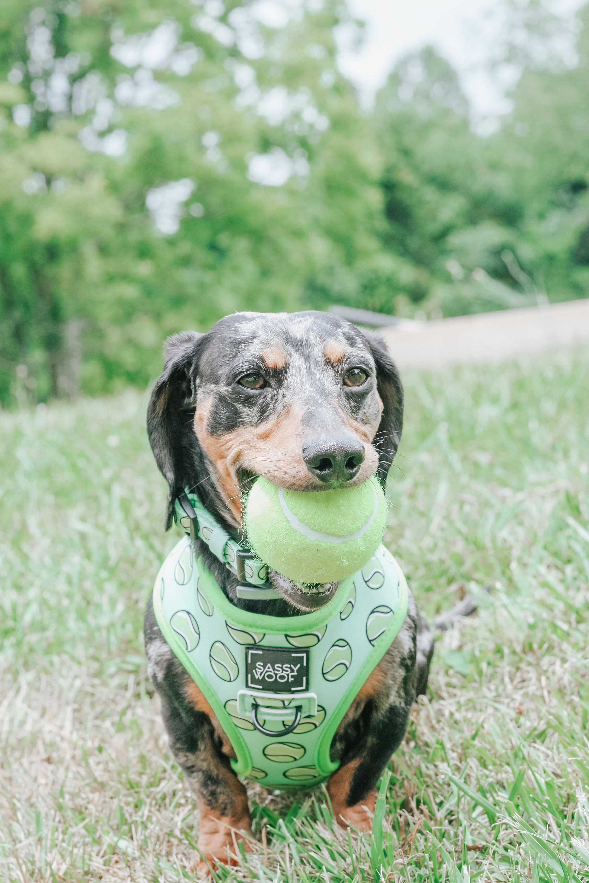 Dog collar from Sassy Woof's Serving Up Sass collection, featuring colorful patterns and adjustable fit for pets.